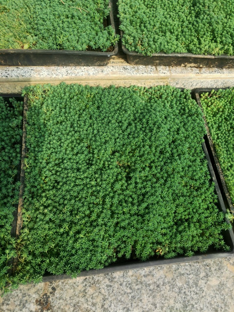 中华景天薄雪万年草花园地被镶边植物耐寒耐热花盆护盆草