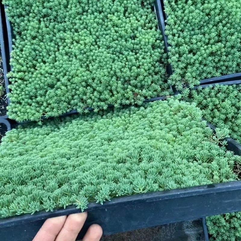 中华景天薄雪万年草花园地被镶边植物耐寒耐热花盆护盆草