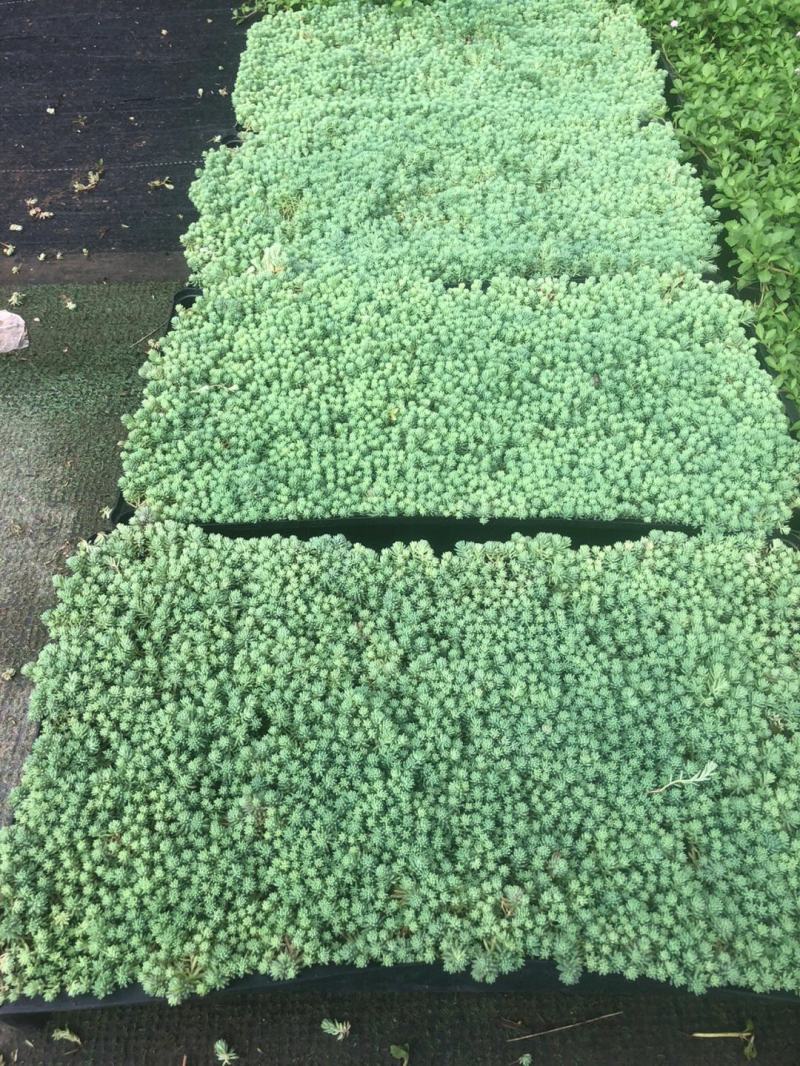中华景天薄雪万年草花园地被镶边植物耐寒耐热花盆护盆草