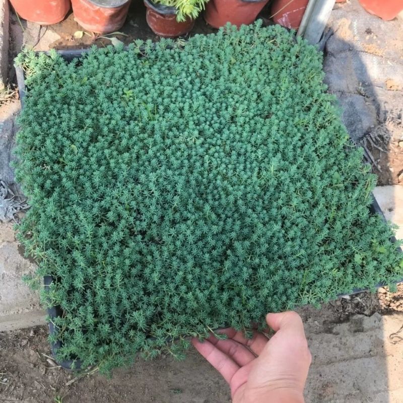 中华景天薄雪万年草花园地被镶边植物耐寒耐热花盆护盆草