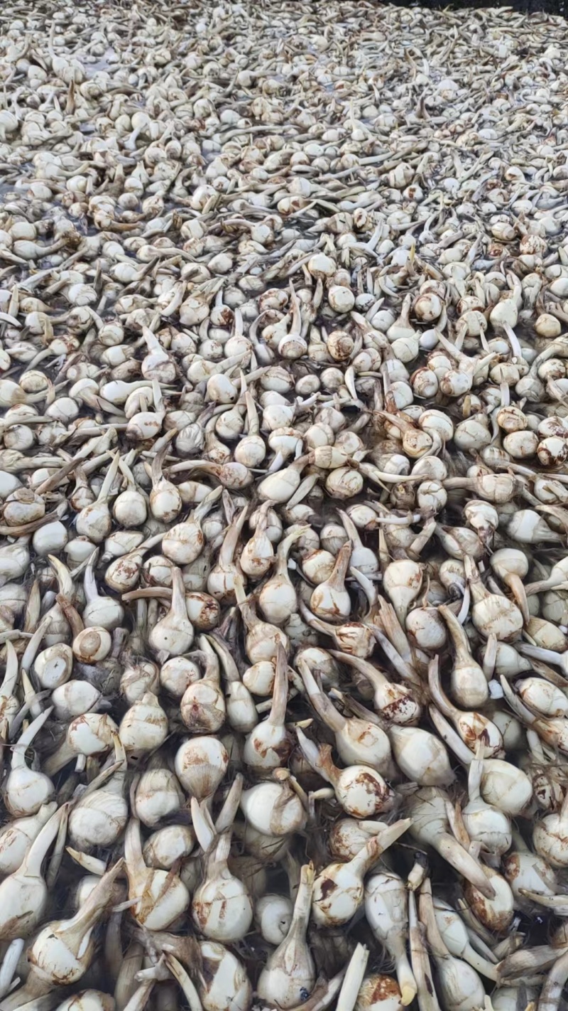 《常年批发》宝应茨菇新鲜货源白慈姑量大优惠现货供应