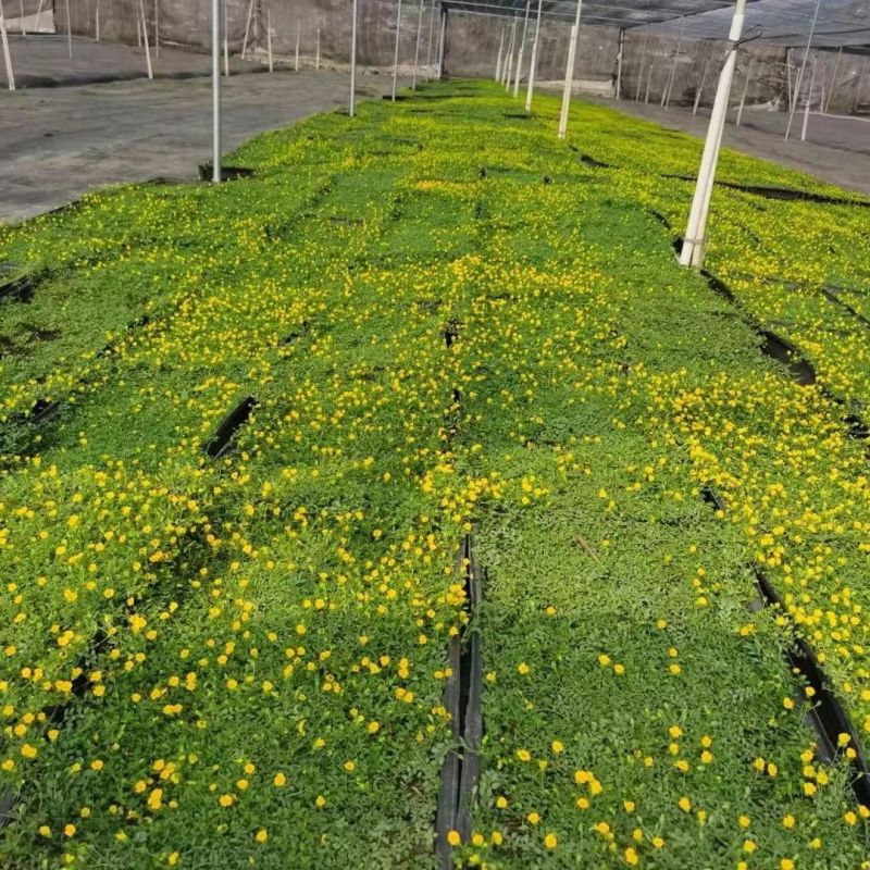 金莎蔓绿化造镜适用室内室外绿植天台遮铺地草坪草皮花园露台
