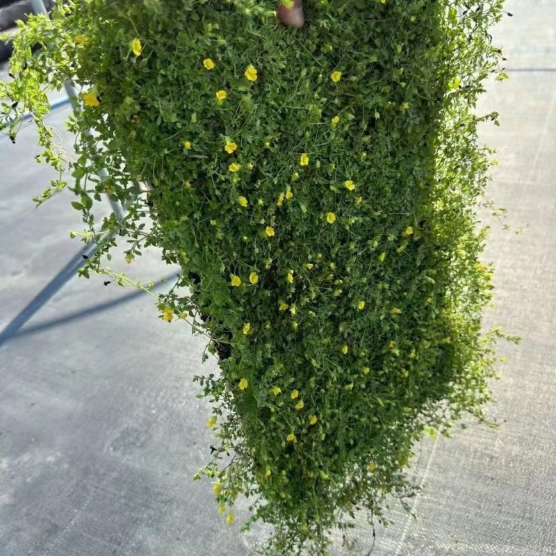 金莎蔓绿化造镜适用室内室外绿植天台遮铺地草坪草皮花园露台