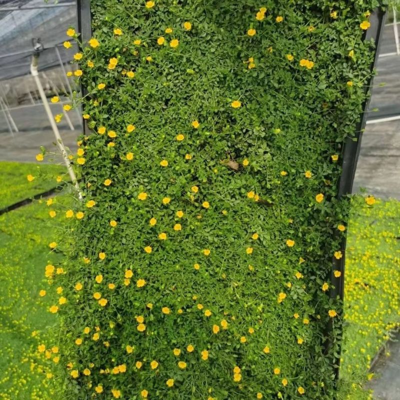 金莎蔓绿化造镜适用室内室外绿植天台遮铺地草坪草皮花园露台