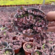花境植物红叶景天四季易种多年生宿根花卉耐热耐寒庭院园
