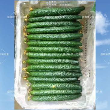 免费体验试种油绿刺黄瓜种子春秋栽培早熟杂交一代耐热