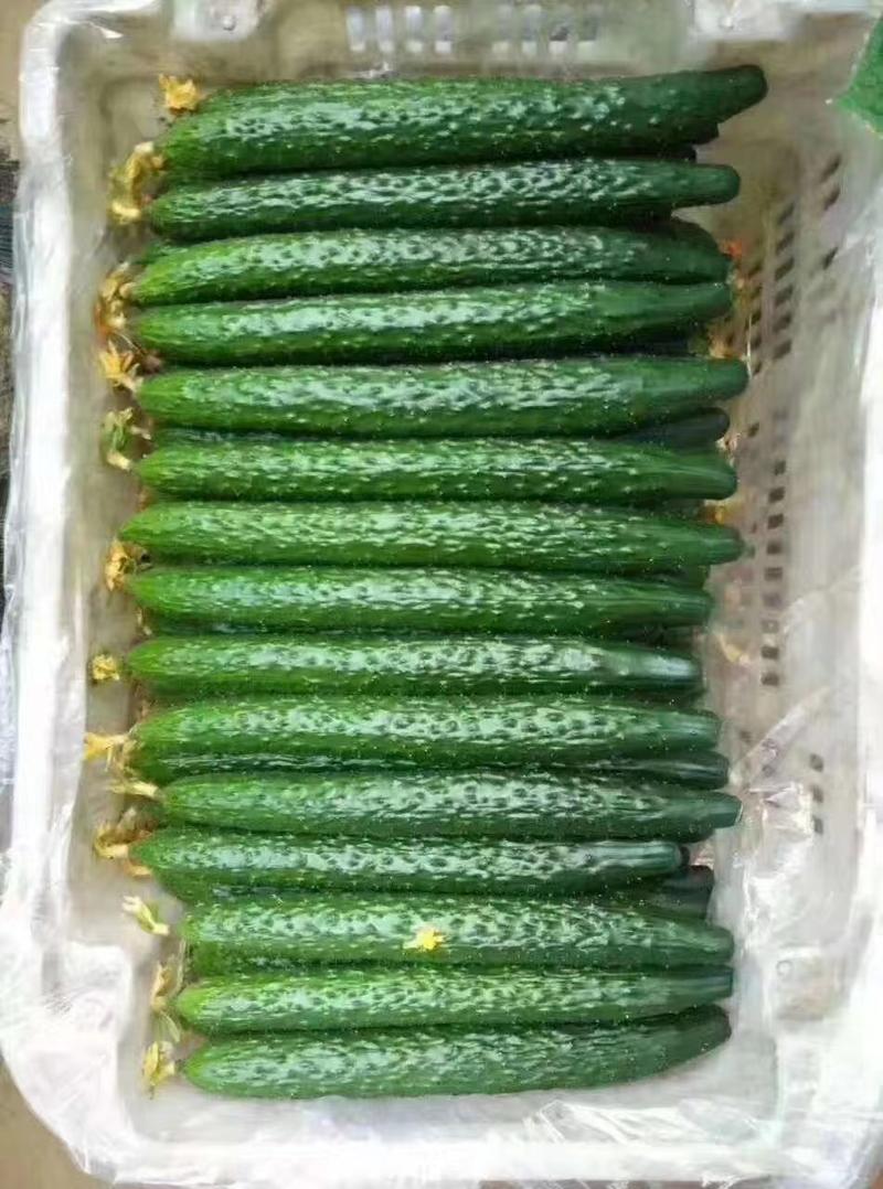 免费体验试种油绿刺黄瓜种子春秋栽培早熟杂交一代耐热
