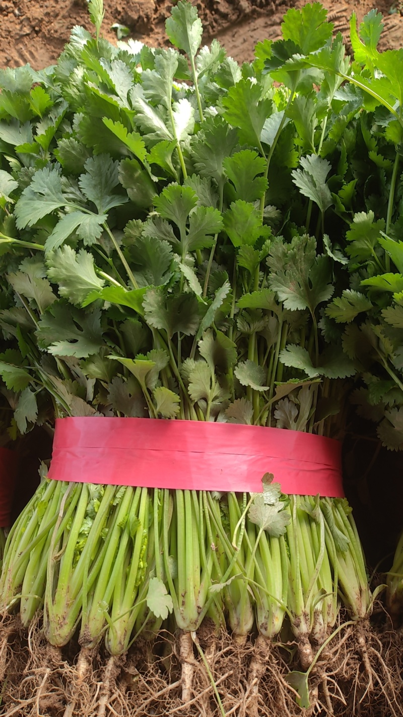 精品大叶香菜，大量上市25到30公分叶大颜色绿产地直发