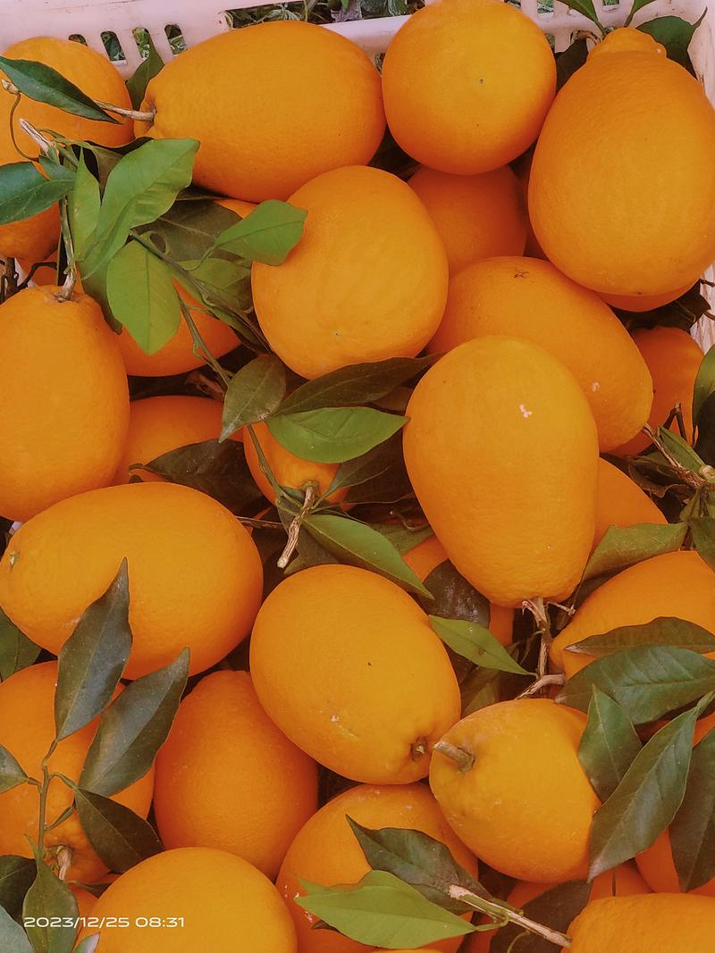 长虹脐橙亲临果园看货收果，货源充足。依质论价，保质保量