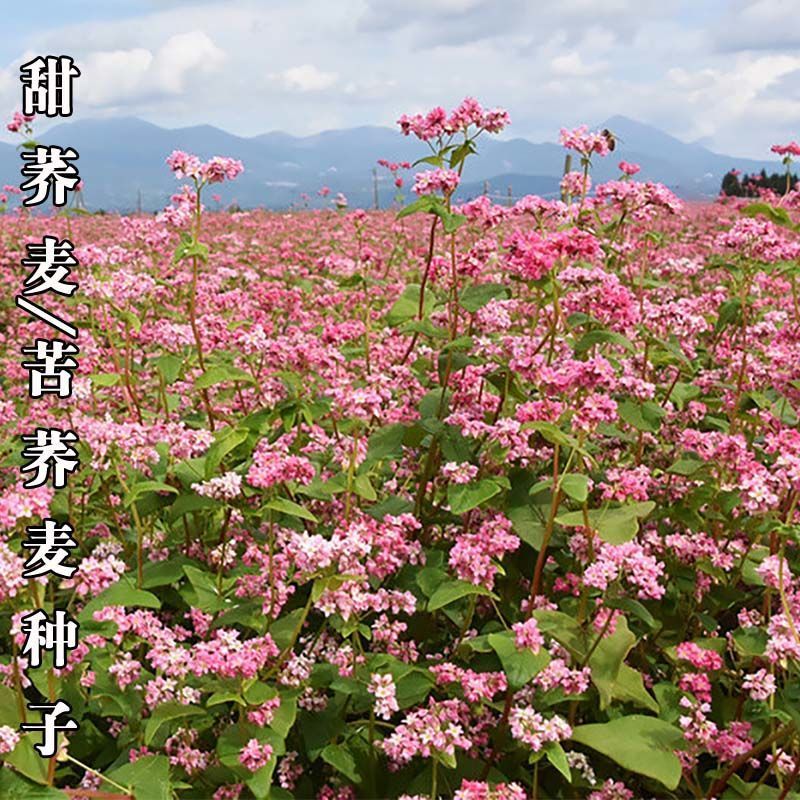 苦荞麦种子，苦荞麦种子甜荞麦黑荞麦种子苦荞种子四季种植芽