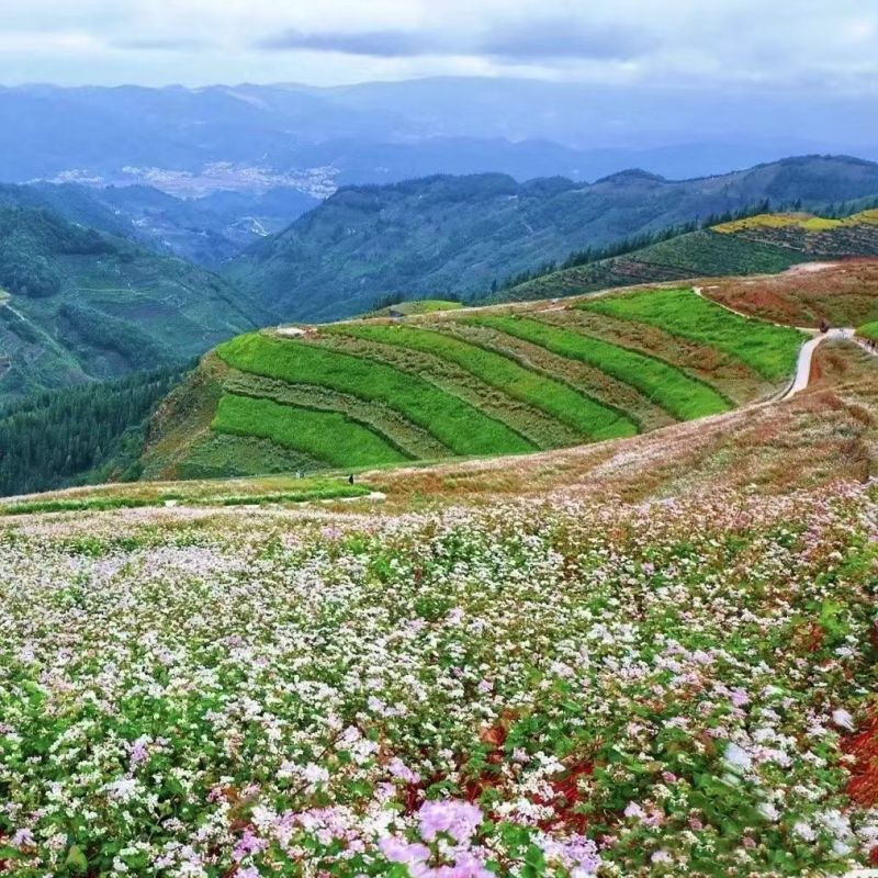 苦荞麦种子，苦荞麦种子甜荞麦黑荞麦种子苦荞种子四季种植芽