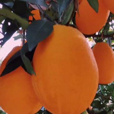 长虹脐橙亲临果园看货收果，货源充足。依质论价，保质保量