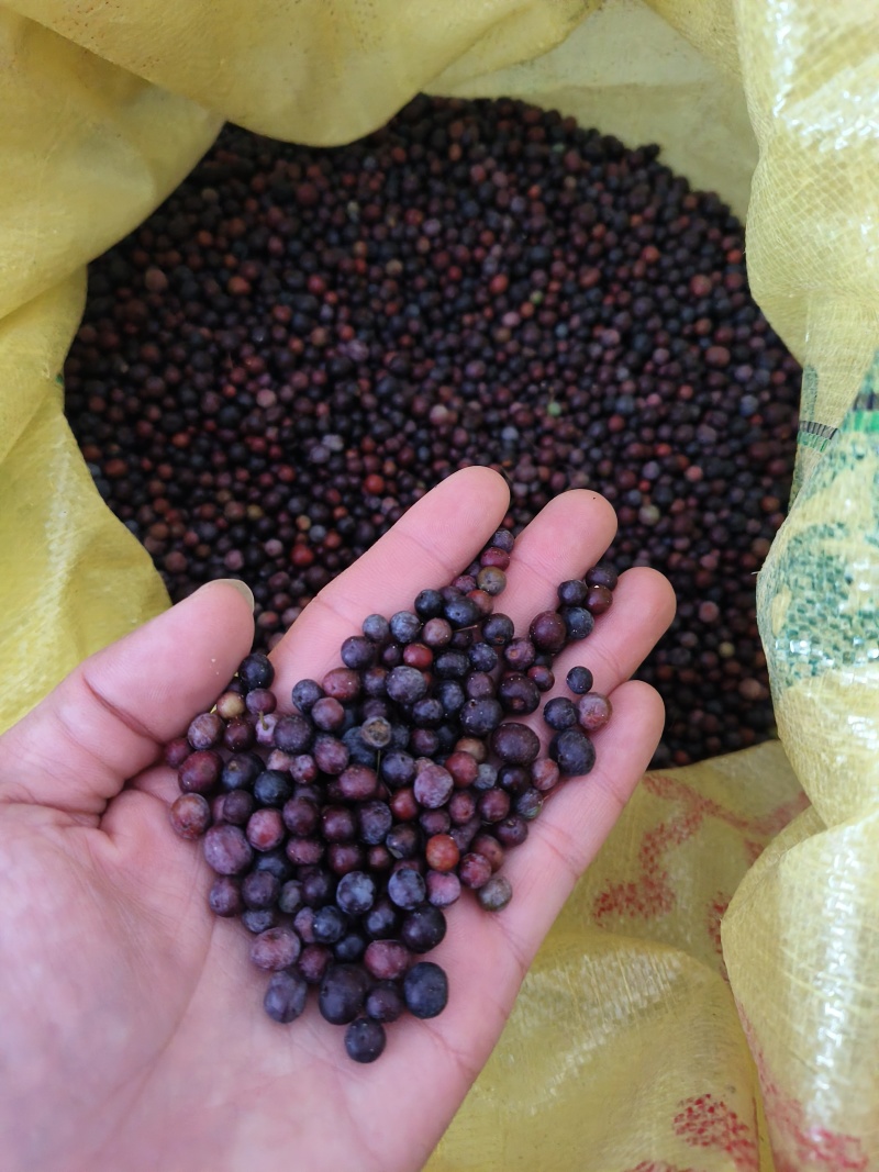白肉土茯苓种子