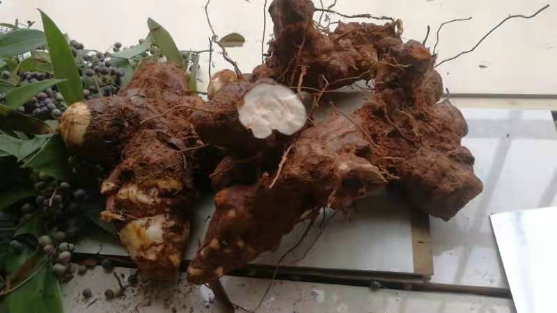 白肉土茯苓种子