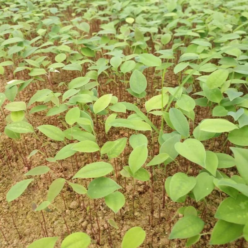 白肉土茯苓种子