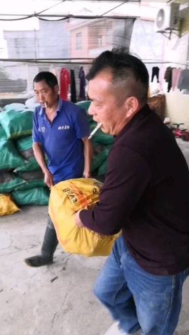 广西3万亩荔浦芋头基地大量供应荔浦芋种子、种苗、香芋种子