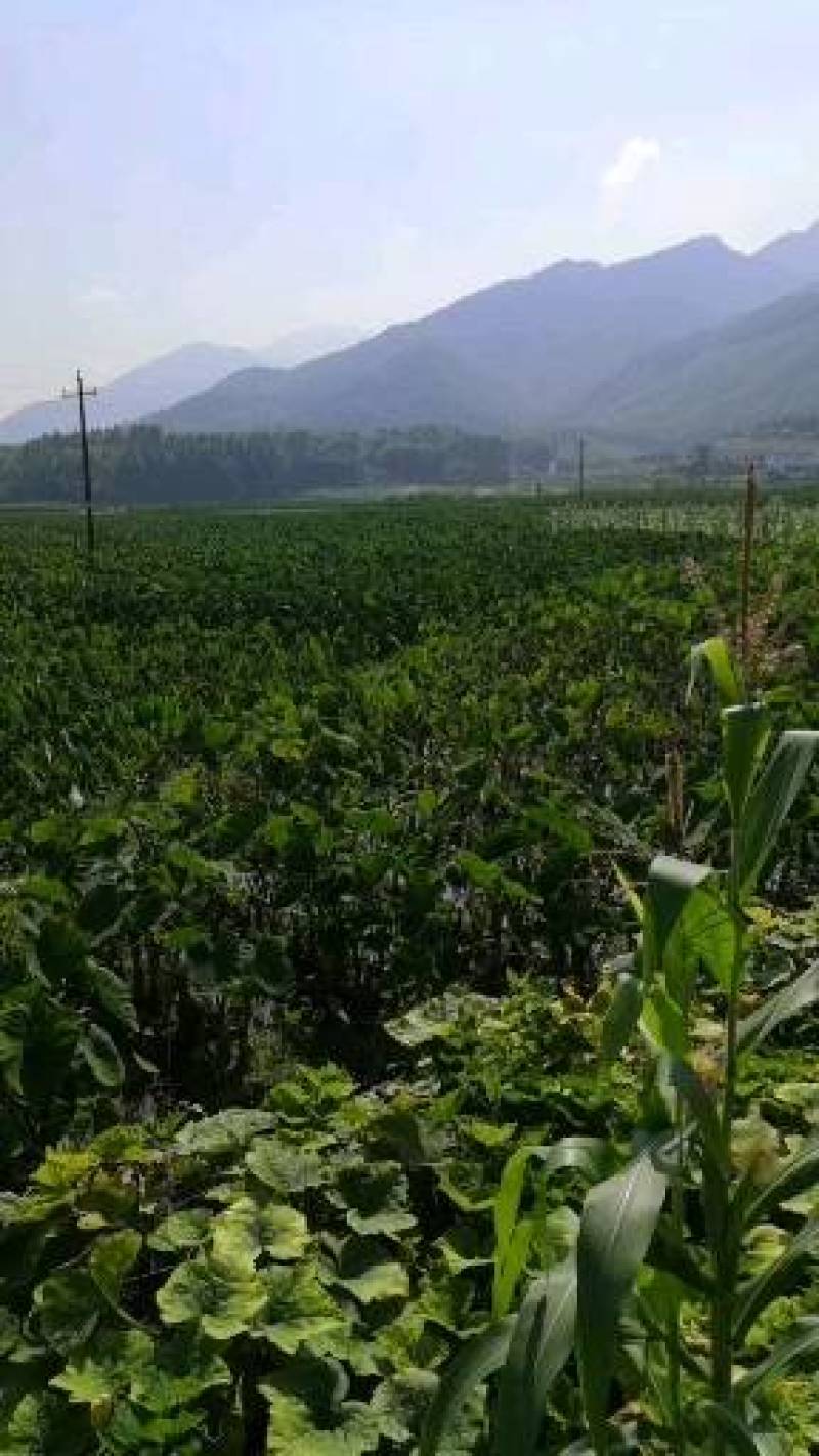 广西3万亩荔浦芋头基地大量供应荔浦芋种子、种苗、香芋种子