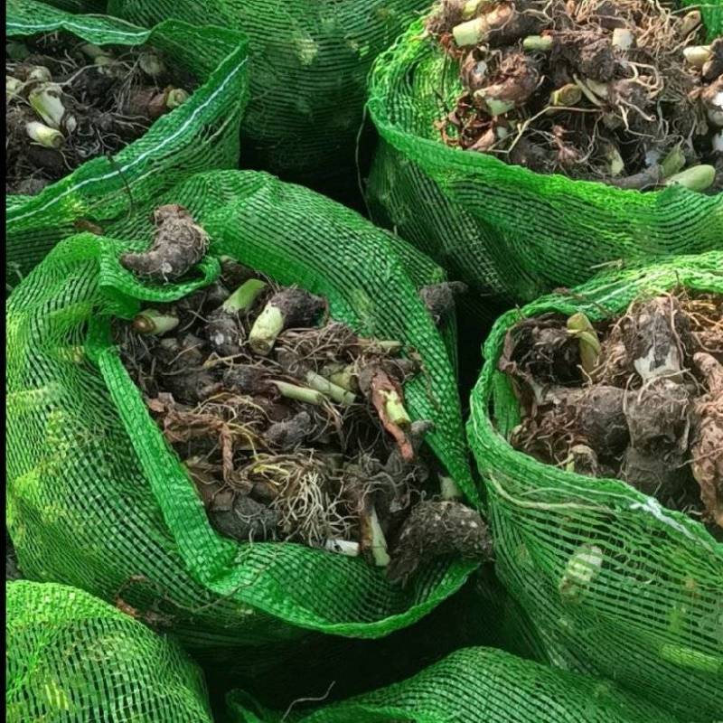 广西3万亩荔浦芋头基地大量供应荔浦芋种子、种苗、香芋种子