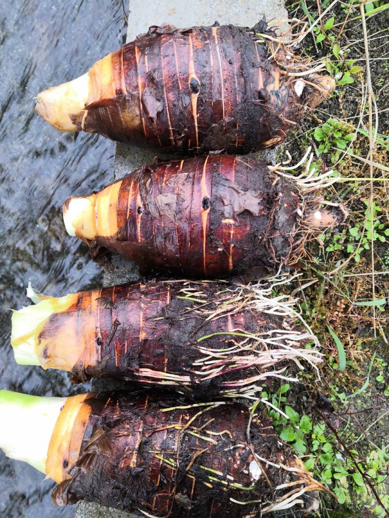 广西3万亩荔浦芋头基地大量供应荔浦芋种子、种苗、香芋种子