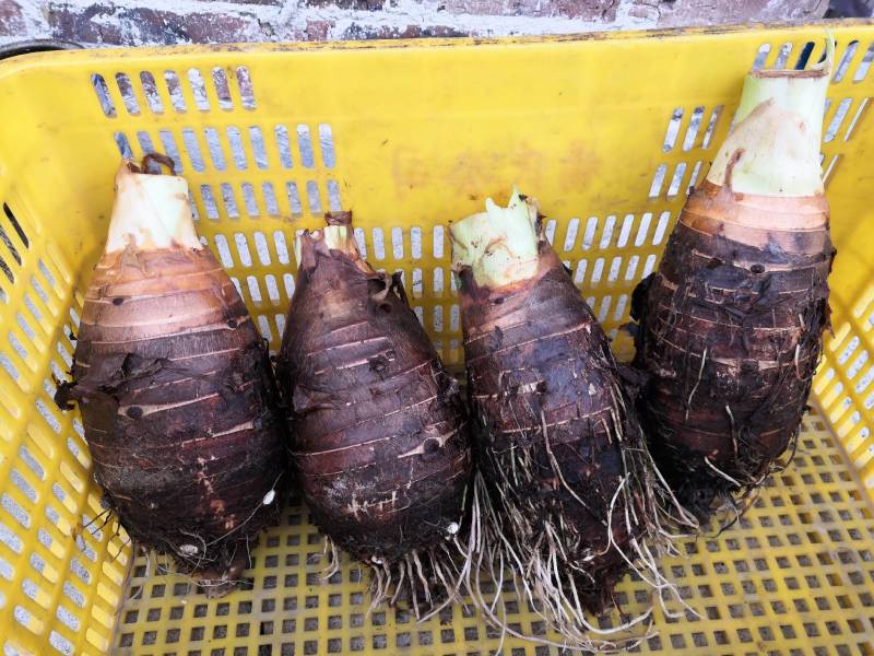 广西3万亩荔浦芋头基地大量供应荔浦芋种子、种苗、香芋种子