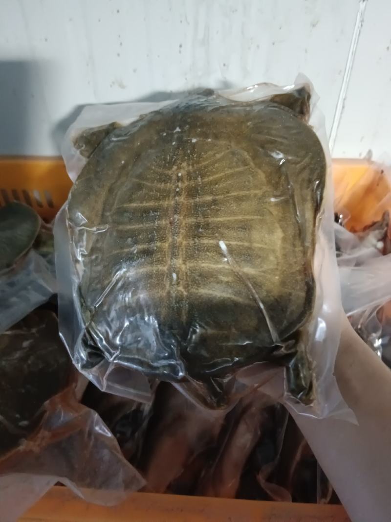 剁块甲鱼，活鱼代杀，来鱼代加工，卤甲鱼专用，量大优惠