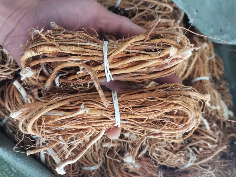 五指毛桃小扎，工厂直销，一件也是批发价！限量抢购哦！