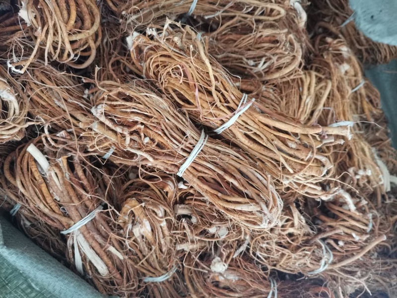 五指毛桃小扎，工厂直销，一件也是批发价！限量抢购哦！