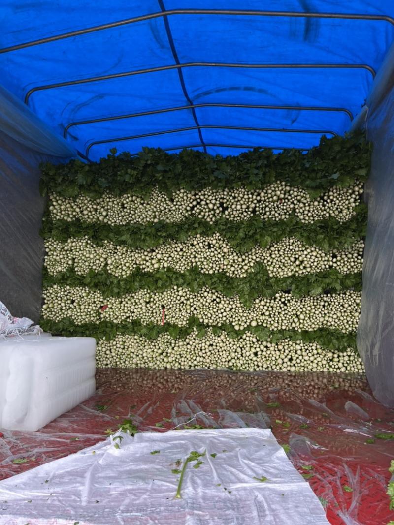 芹菜西芹大棚种植大，中，小棵都有砀山产地大量供应