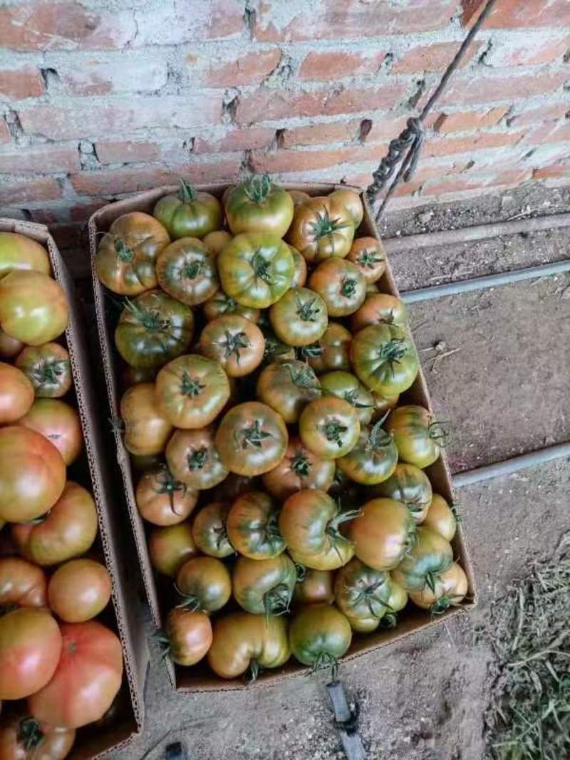 大果型草莓柿子种苗大量订货中
