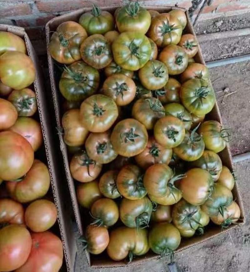大果型草莓柿子种苗大量订货中