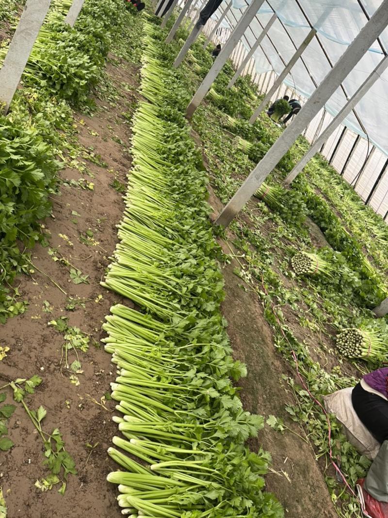 芹菜西芹大棚种植大，中，小棵都有砀山产地大量供应