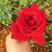 红玫瑰花苗卡罗拉
