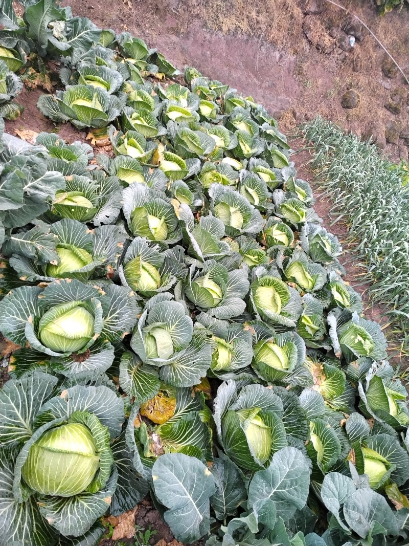 包菜苗~甘蓝苗（基地直销）