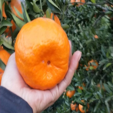 椪柑现摘现卖