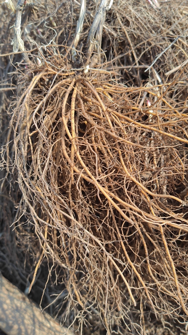 卖苍术白鲜皮刺嫩芽苦龙牙威灵仙五味子黄精等药材小苗。