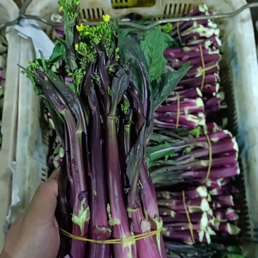 红菜苔