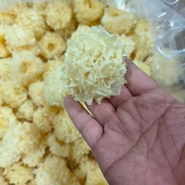 小银耳椴木银耳