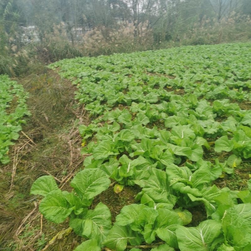 四川达州大青菜/可做酸菜/产地直发支持视频看货价格真