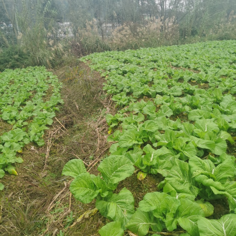 四川达州大青菜/可做酸菜/产地直发支持视频看货价格真