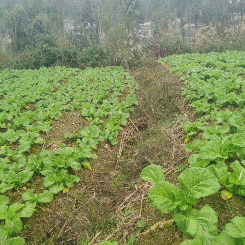 四川达州大青菜/可做酸菜/产地直发支持视频看货价格真