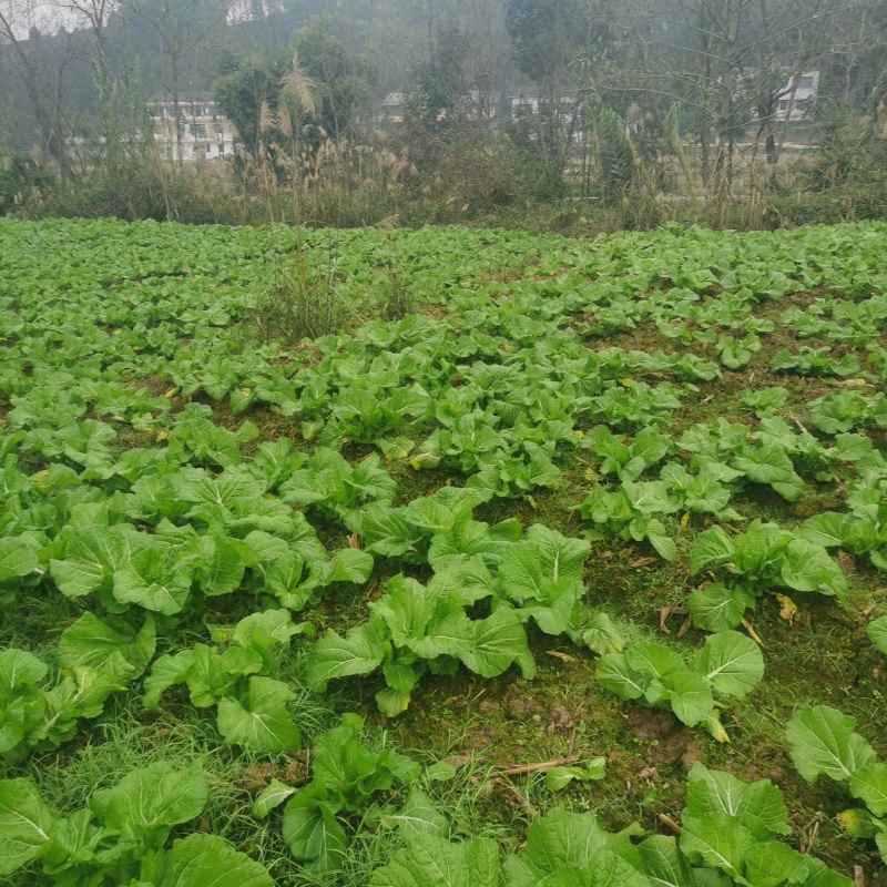 四川达州大青菜/可做酸菜/产地直发支持视频看货价格真