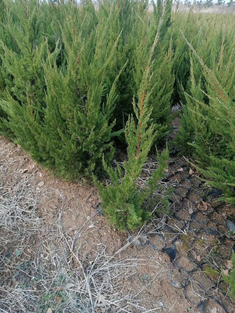 龙柏产地直发品质好需要的老板电话联系
