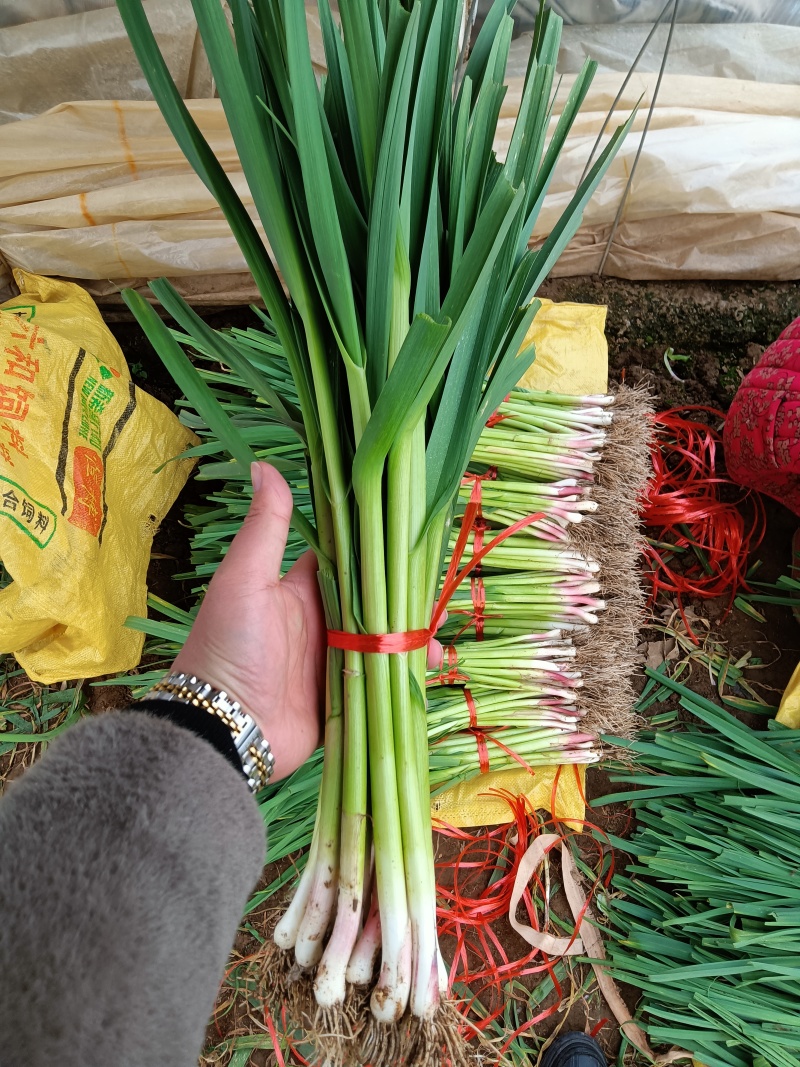 临沂蒜苗红根蒜苗带土净菜发货可以打捆干叶少水分足卖相好发全国