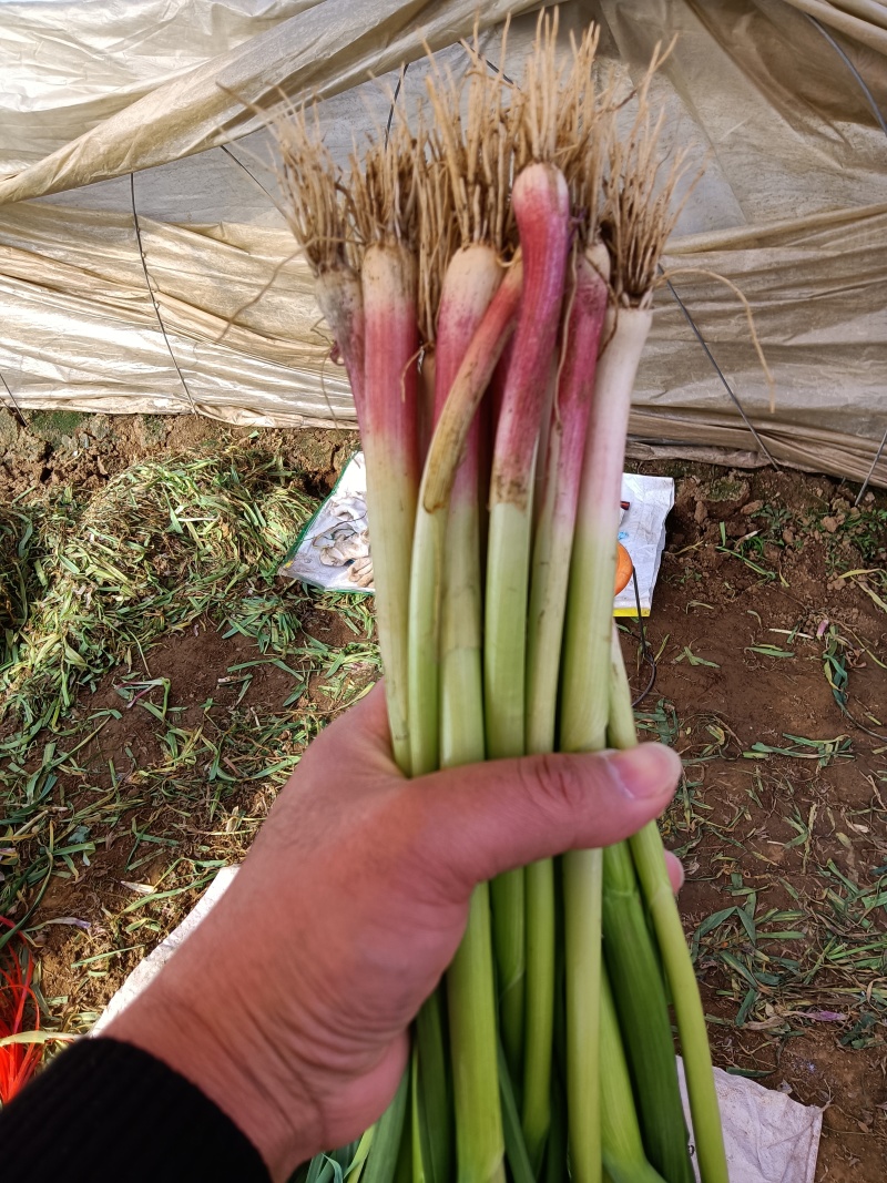 临沂蒜苗红根蒜苗带土净菜发货可以打捆干叶少水分足卖相好发全国