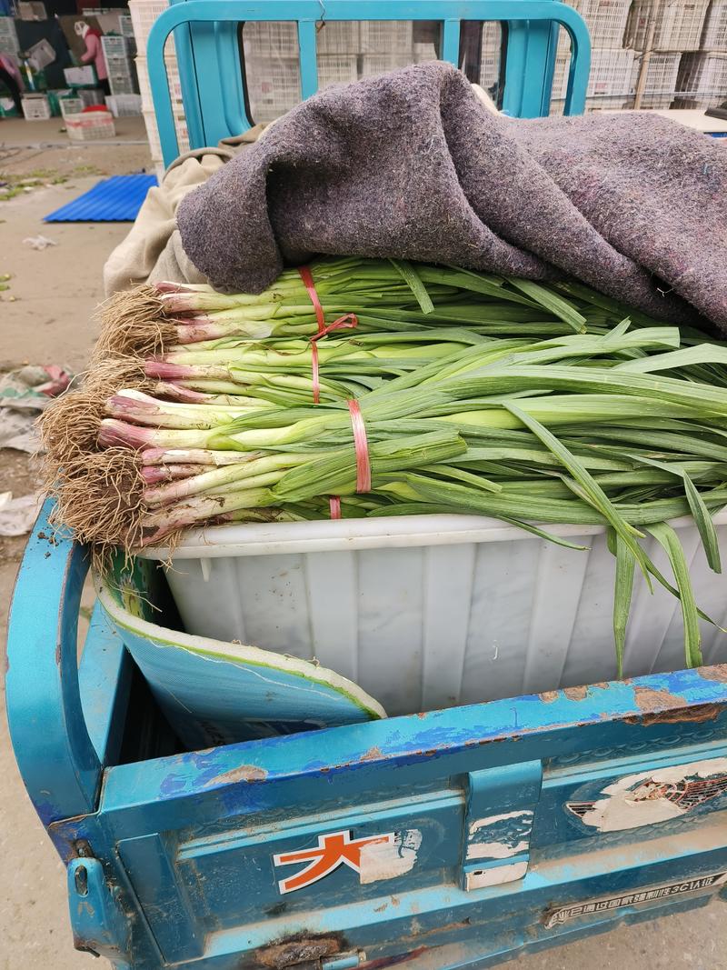 临沂蒜苗红根蒜苗带土净菜发货可以打捆干叶少水分足卖相好发全国