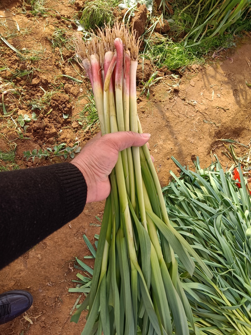 临沂蒜苗红根蒜苗带土净菜发货可以打捆干叶少水分足卖相好发全国