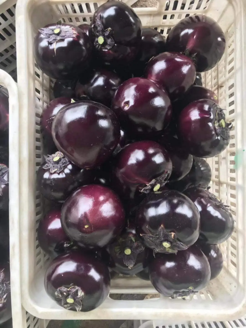 茄子/精品紫光圆茄商超品质全国发货质检保证欢迎联系