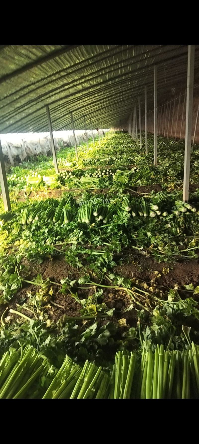 供应优质暖棚西芹，净菜，一手货源，诚信为本