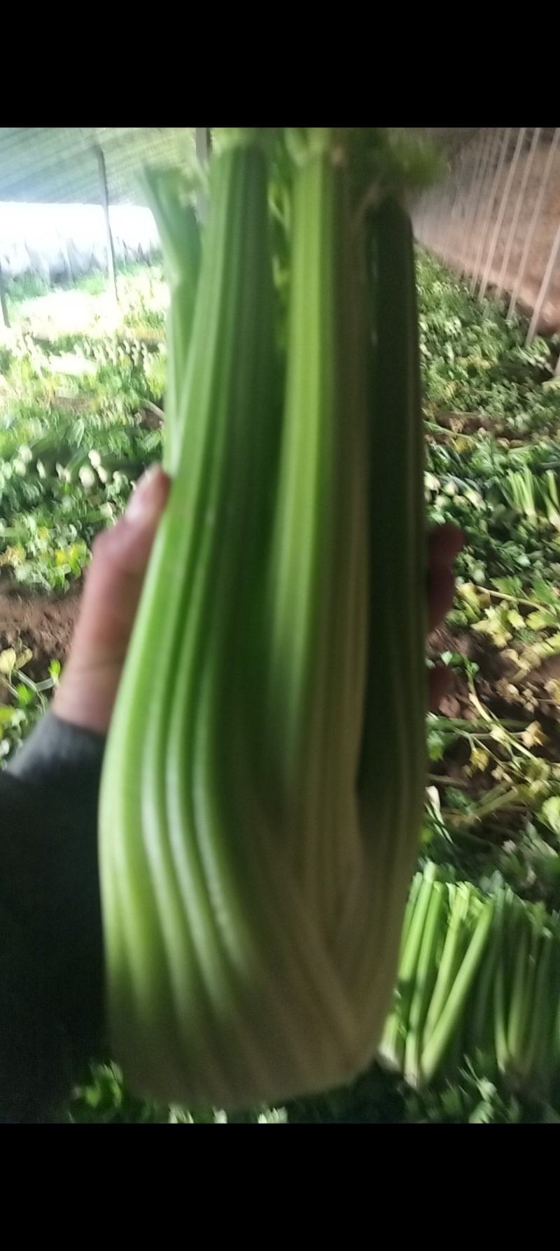 供应优质暖棚西芹，净菜，一手货源，诚信为本
