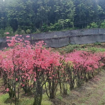 重启本地品种移植映山红，基地培育好养耐活，品质保证